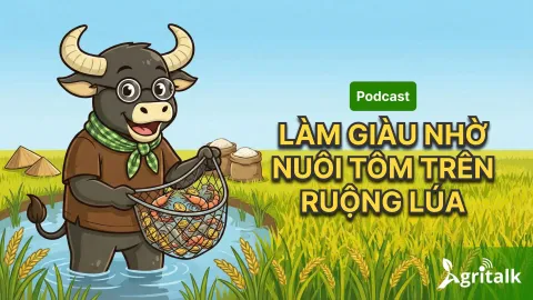 Khi con tôm ôm cây lúa – Hành trình đổi đời của người nông dân Thanh Hóa