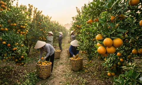 ‘Thủ phủ’ cam giòn Hà Tĩnh: Thương lái ‘chốt đơn’ sớm, nhà vườn đón sóng tăng giá dịp Tết