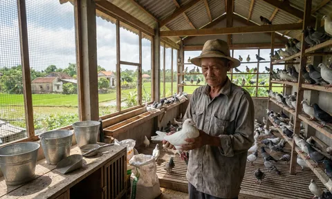Lão nông Bắc Ninh bỏ nuôi gà, chuyển sang chim bồ câu Pháp: Thu đều 50 triệu đồng mỗi tháng