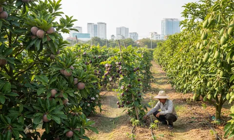 "Bản đồ trái cây thế giới" thu nhỏ trong khu vườn 5.000 m2 giữa lòng TP.HCM