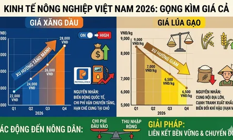 Nghịch lý "Bão giá" xăng dầu và đà giảm giá lúa: Nông dân gồng mình vượt khó
