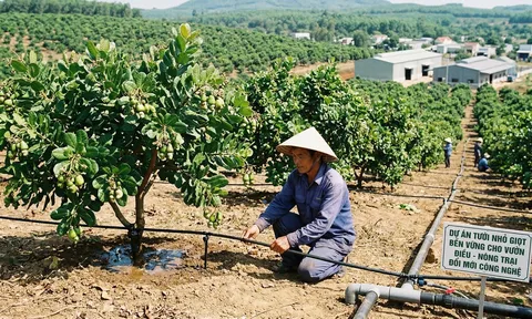 Giá điều đầu vụ tăng cao nhưng nông dân vẫn lo mất mùa