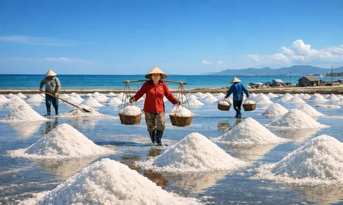 Giá muối Sa Huỳnh lập đỉnh 3 triệu đồng/tấn: Diêm dân “trúng mùa, trúng giá”