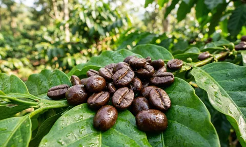 Cà phê Việt Nam nâng tầm chất lượng, khẳng định vị thế trên thị trường quốc tế