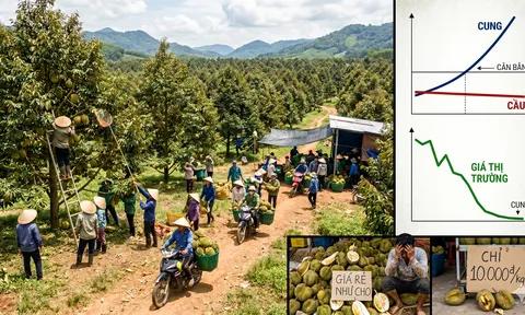 Được mùa mất giá và vòng xoáy trồng – chặt: Bài toán chưa có lời giải dứt điểm của nông nghiệp Việt