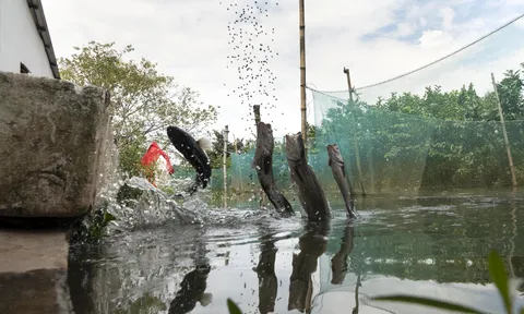Kỹ thuật nuôi cá lóc trong vèo