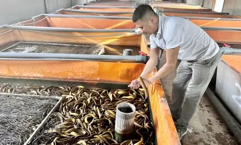 Những lưu ý khi nuôi lươn không bùn mật độ cao