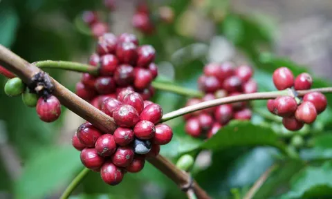 Giá cà phê hôm nay 27.12.2025: Thị trường trong nước hạ nhiệt, Arabica thế giới “dậy sóng” vì lo ngại thời tiết