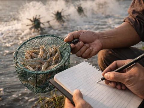 Tạm dừng dự án chỉ dẫn địa lý tôm Bình Thuận: Người nuôi có nên lo ngại về giá?
