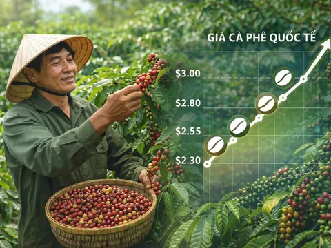 "Cơn sốt" giá cà phê đầu năm 2026: Việt Nam thu về 433 triệu USD chỉ trong nửa tháng