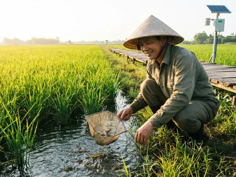 Chuyện Ở Thanh Hoá: Khi Con Tôm "Ôm" Cây Lúa, Lợi Nhuận Nông Dân Vọt Tăng Gấp 5 Lần