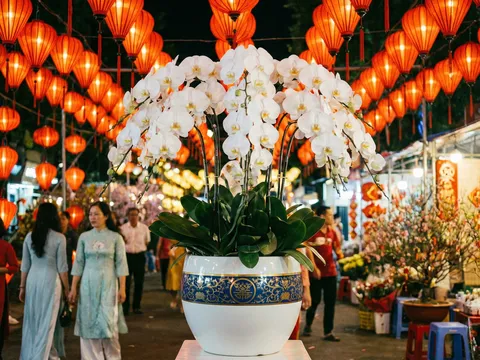 "Đại gia" xuống phố: Lan hồ điệp chục triệu và cuộc đua "vàng tím" mùa Tết 2026