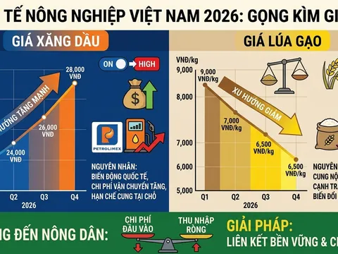 Nghịch lý "Bão giá" xăng dầu và đà giảm giá lúa: Nông dân gồng mình vượt khó