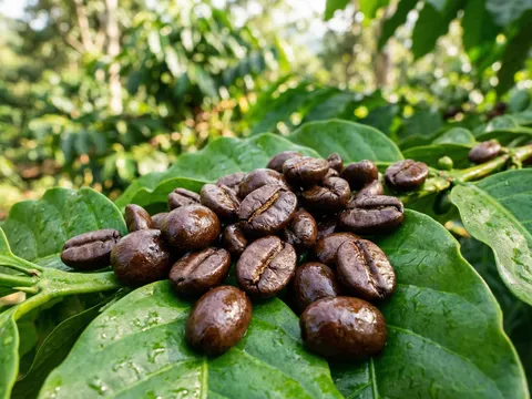 Cà phê Việt Nam nâng tầm chất lượng, khẳng định vị thế trên thị trường quốc tế