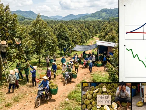 Được mùa mất giá và vòng xoáy trồng – chặt: Bài toán chưa có lời giải dứt điểm của nông nghiệp Việt