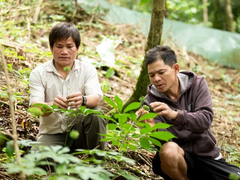 Đà Nẵng: Khai thác chuỗi giá trị dược liệu