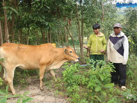 Quảng Ngãi: Mô hình sinh kế mở đường thoát nghèo bền vững