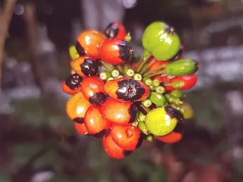 Hướng dẫn kỹ thuật trồng và chăm sóc sâm Ngọc Linh