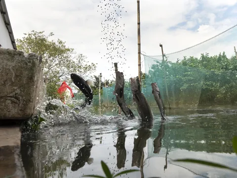 Kỹ thuật nuôi cá lóc trong vèo