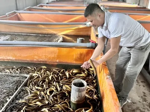 Những lưu ý khi nuôi lươn không bùn mật độ cao