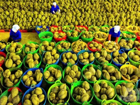 Xuất khẩu rau quả đạt 8,2 tỷ USD tính đến giữa tháng 12, tăng gần 20% so với năm 2024