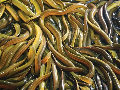 Một số lưu ý trong phòng bệnh cho lươn