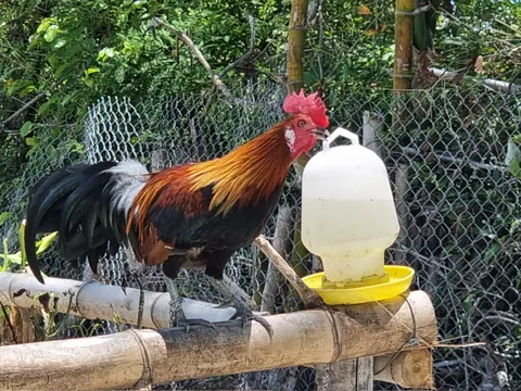 Đồng Nai: Chính thức áp dụng quy định mới về mật độ chăn nuôi đến năm 2030