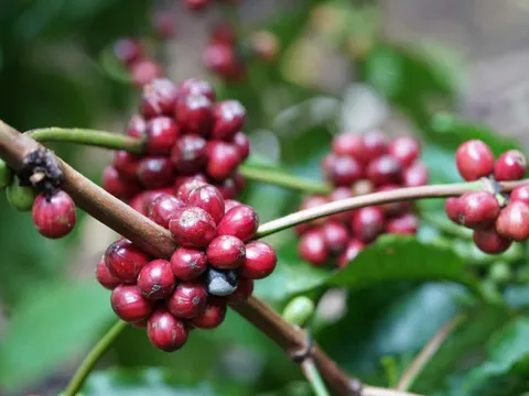 Giá cà phê hôm nay 27.12.2025: Thị trường trong nước hạ nhiệt, Arabica thế giới “dậy sóng” vì lo ngại thời tiết